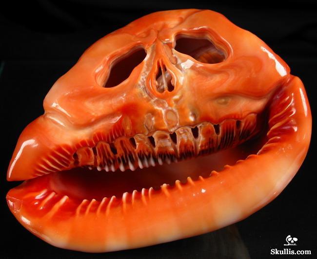  Bull's-mouth Helmet Shell skull