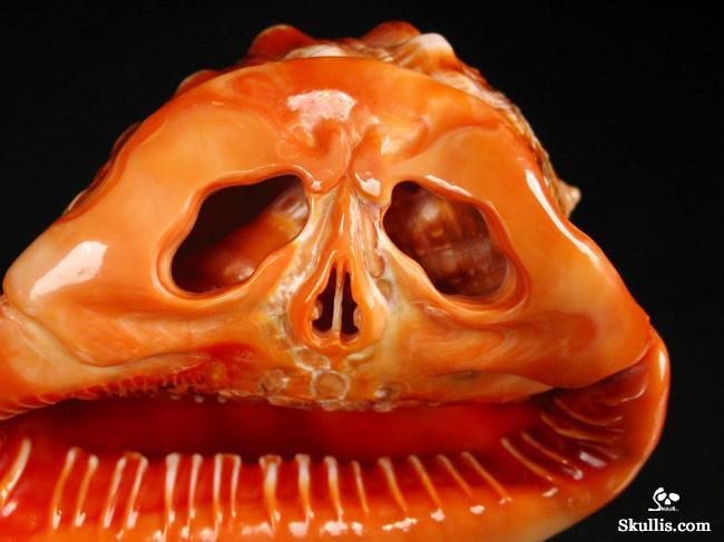  Bull's-mouth Helmet Shell skull