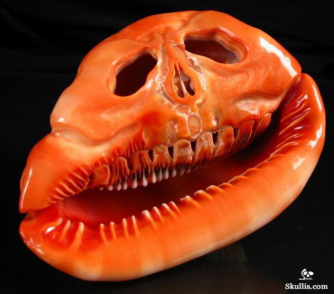  Bull's-mouth Helmet Shell skull
