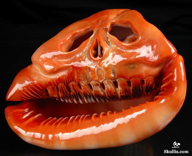  Bull's-mouth Helmet Shell skull