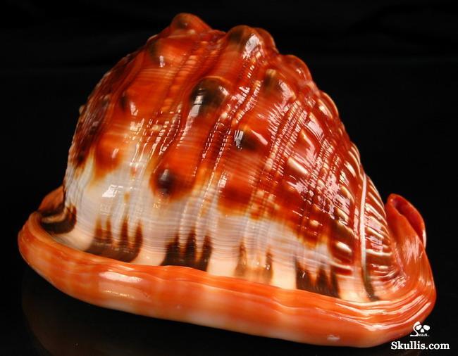  Bull's-mouth Helmet Shell skull