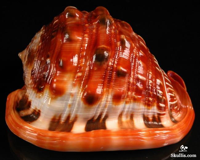  Bull's-mouth Helmet Shell skull