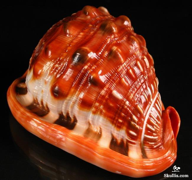 Bull's-mouth Helmet Shell skull