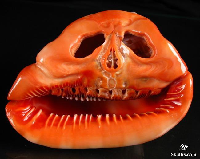  Bull's-mouth Helmet Shell skull