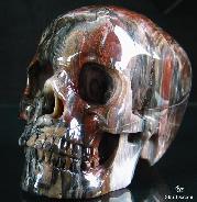 Huge 5.3" Petrified Wood Carved Crystal Skull, Super Realistic