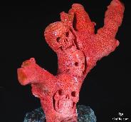 Original 3.9" Red Coral Carved Crystal Skulls