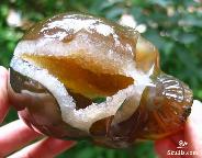 Awesome Large 4.3" Red Agate Geode Carved Crystal Skull, Realistic