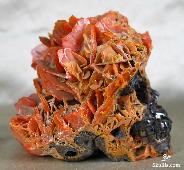 Rare 3.0" Wulfenite Carved Crystal Skull, Realistic