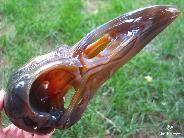 DOUBLE SIZE, 9.8" Red Agate Carved Crystal Raven/Crow Skull, Pattern