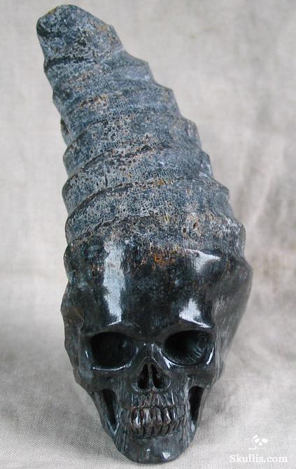 Fossil Horn Coral Crystal Skull