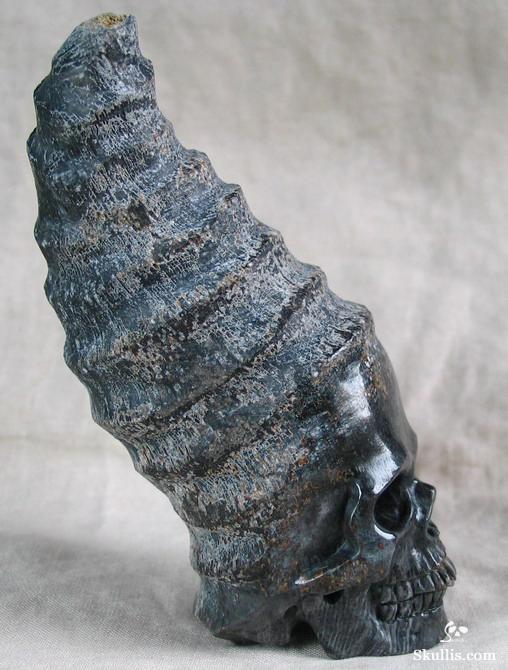 Fossil Horn Coral Crystal Skull