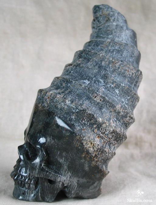 Fossil Horn Coral Crystal Skull