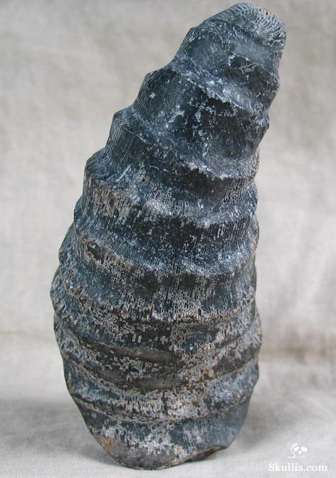 Fossil Horn Coral Crystal Skull