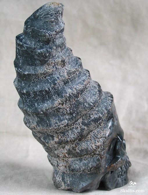 Fossil Horn Coral Crystal Skull
