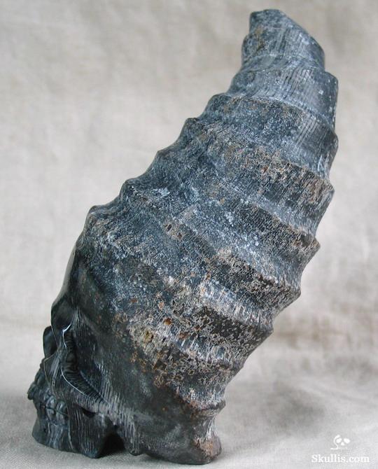 Fossil Horn Coral Crystal Skull