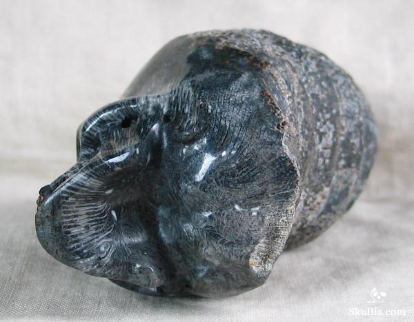 Fossil Horn Coral Crystal Skull
