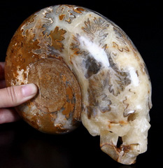 STUNNING DESIGN UNIQUE 6.7" Ammonite Fossil Carved Crystal Skull, Super Realistic