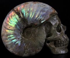 Sept 12, 2014 ACSAD (A Crystal Skull a Day) - Forever Beautiful - Ammonite with Ammolite Carved Crystal Skull Sculpture