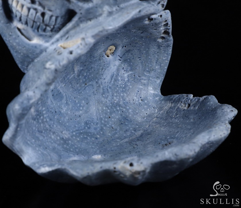 Love Forever 5.5" Blue Sponge Coral Carved Crystal Skull & Shell, Crystal Healing Love Forever 5.5" Blue Sponge Coral Carved Crystal Skull & Shell, Crystal Healing