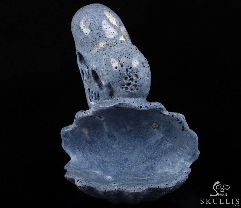 Love Forever 5.5" Blue Sponge Coral Carved Crystal Skull & Shell, Crystal Healing Love Forever 5.5" Blue Sponge Coral Carved Crystal Skull & Shell, Crystal Healing