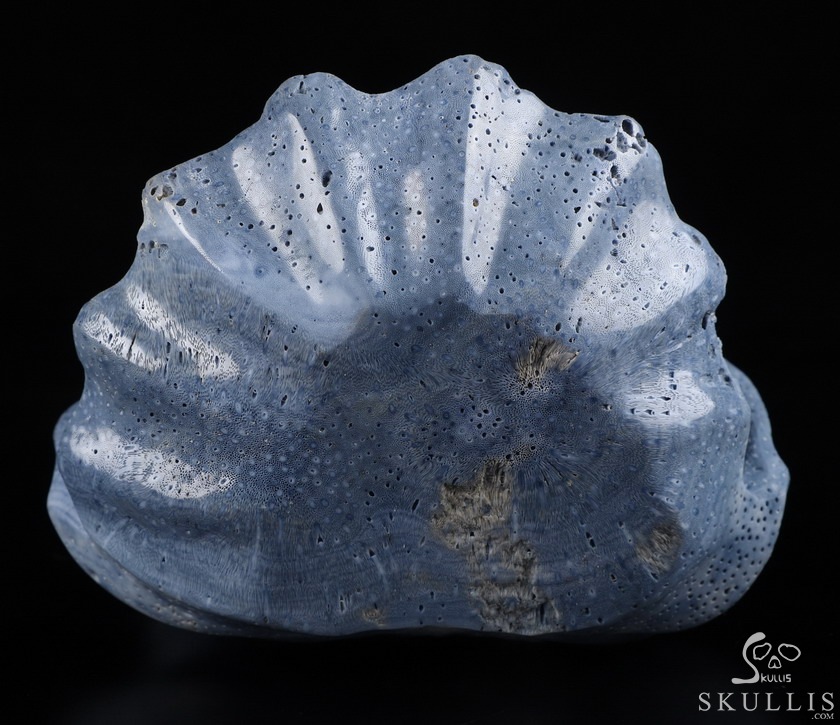 Love Forever 5.5" Blue Sponge Coral Carved Crystal Skull & Shell, Crystal Healing Love Forever 5.5" Blue Sponge Coral Carved Crystal Skull & Shell, Crystal Healing