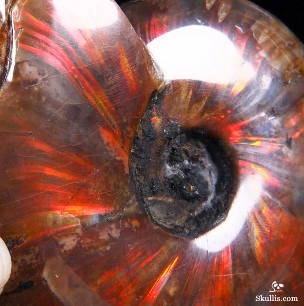 Ammonite Fossil Carved Crystal Star Being, Female Alien Ammonite Fossil Carved Crystal Star Being, Female Alien