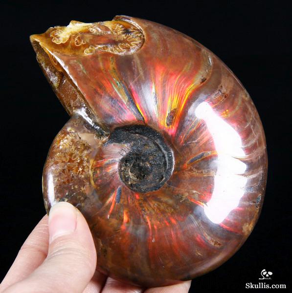 Ammonite Fossil Carved Crystal Star Being, Female Alien Ammonite Fossil Carved Crystal Star Being, Female Alien