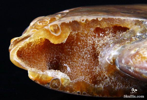 Ammonite Fossil Carved Crystal Star Being, Female Alien Ammonite Fossil Carved Crystal Star Being, Female Alien