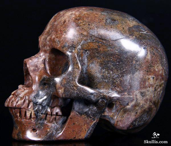 dinosaur fossil skull