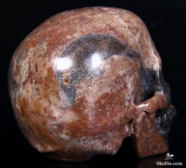 dinosaur fossil skull