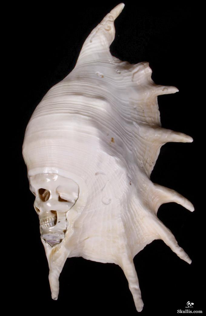 Titan 10.8" Smooth Spider Conch Carved Crystal Skull, Shell Titan 10.8" Smooth Spider Conch Carved Crystal Skull, Shell