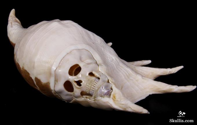 Titan 10.8" Smooth Spider Conch Carved Crystal Skull, Shell Titan 10.8" Smooth Spider Conch Carved Crystal Skull, Shell