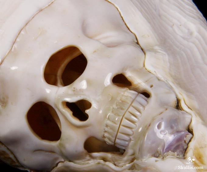 Titan 10.8" Smooth Spider Conch Carved Crystal Skull, Shell Titan 10.8" Smooth Spider Conch Carved Crystal Skull, Shell