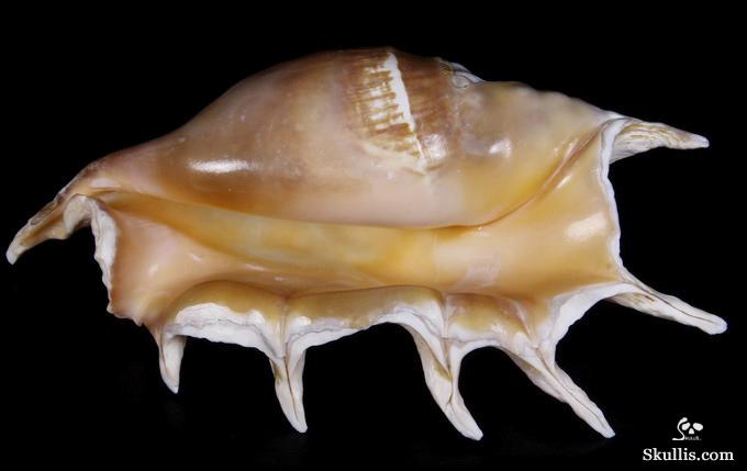 Titan 10.8" Smooth Spider Conch Carved Crystal Skull, Shell Titan 10.8" Smooth Spider Conch Carved Crystal Skull, Shell