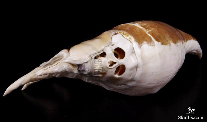 Titan 10.8" Smooth Spider Conch Carved Crystal Skull, Shell Titan 10.8" Smooth Spider Conch Carved Crystal Skull, Shell