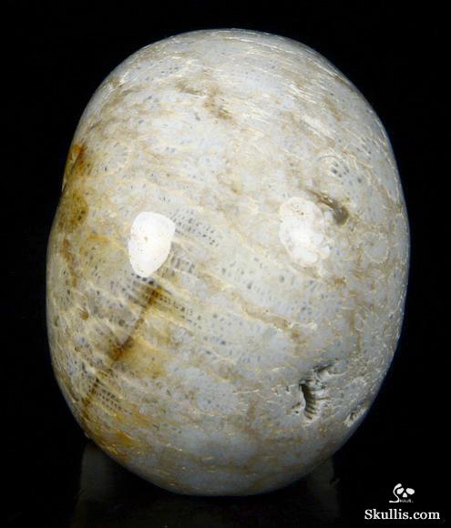 2.4" Coral Fossil Carved Crystal Skull, Realistic 2.4" Coral Fossil Carved Crystal Skull, Realistic