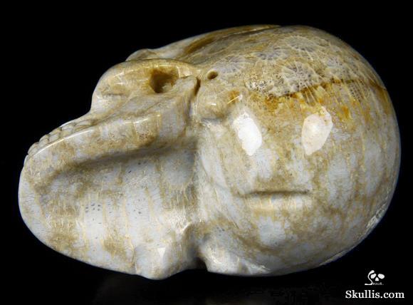 2.4" Coral Fossil Carved Crystal Skull, Realistic 2.4" Coral Fossil Carved Crystal Skull, Realistic