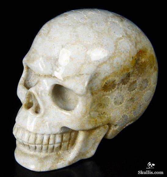 2.4" Coral Fossil Carved Crystal Skull, Realistic 2.4" Coral Fossil Carved Crystal Skull, Realistic