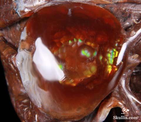 Sept 5, 2014 ACSAD (A Crystal Skull a Day) - The Pirate Corsair - Fire Agate Carved Crystal Skull Sculpture Sept 5, 2014 ACSAD (A Crystal Skull a Day) - The Pirate Corsair - Fire Agate Carved Crystal Skull Sculpture