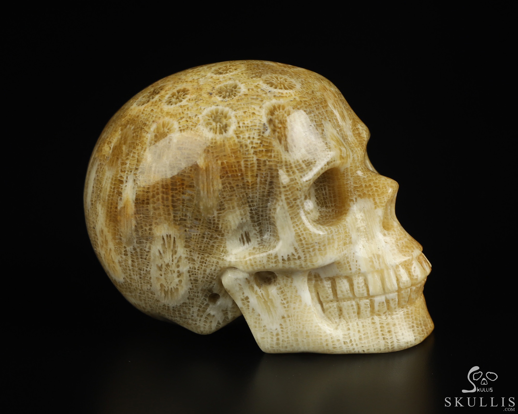 2.0" Coral Fossil Hand Carved Crystal Skull, Realistic, Crystal Healing 2.0" Coral Fossil Hand Carved Crystal Skull, Realistic, Crystal Healing