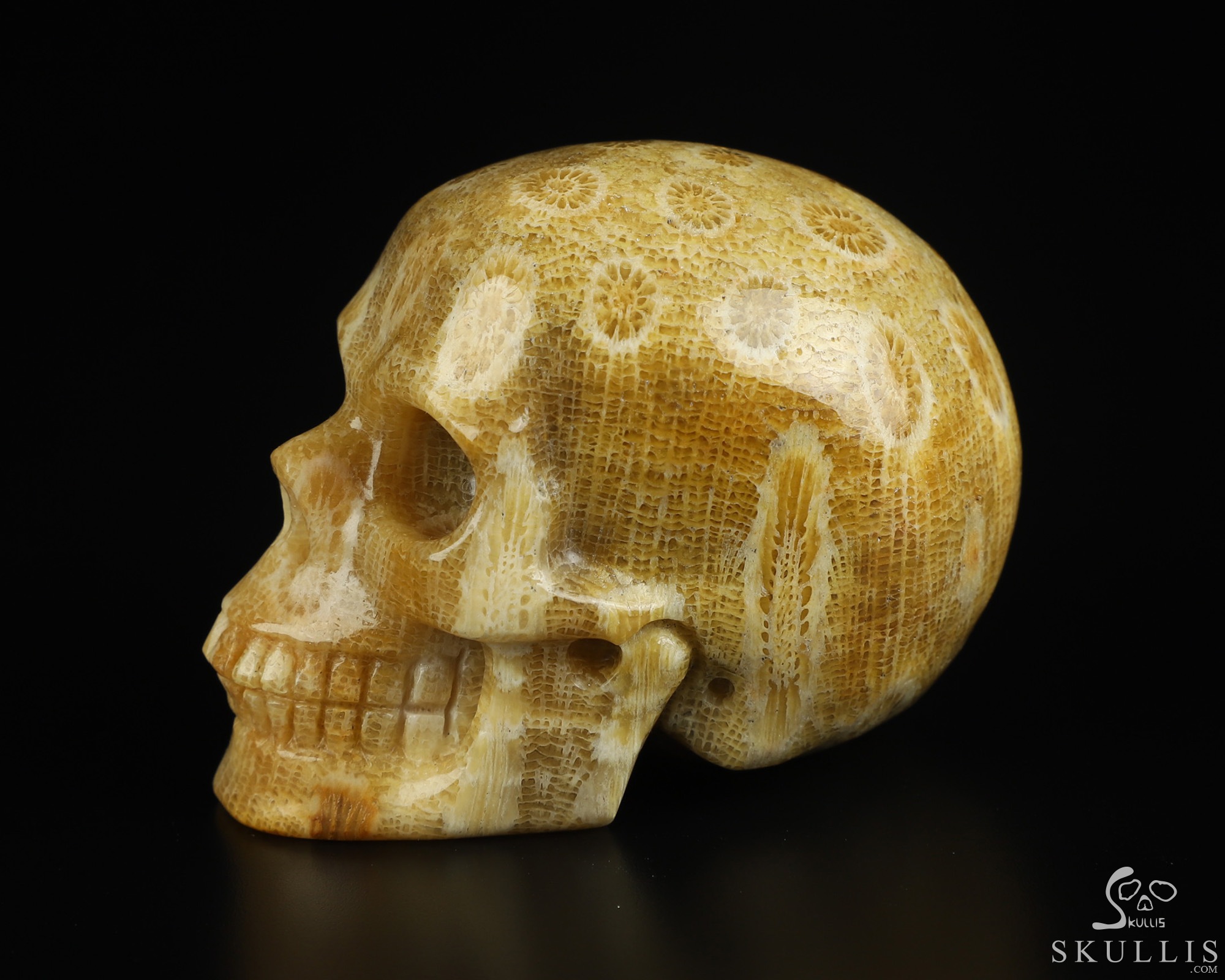 2.0" Coral Fossil Hand Carved Crystal Skull, Realistic, Crystal Healing 2.0" Coral Fossil Hand Carved Crystal Skull, Realistic, Crystal Healing