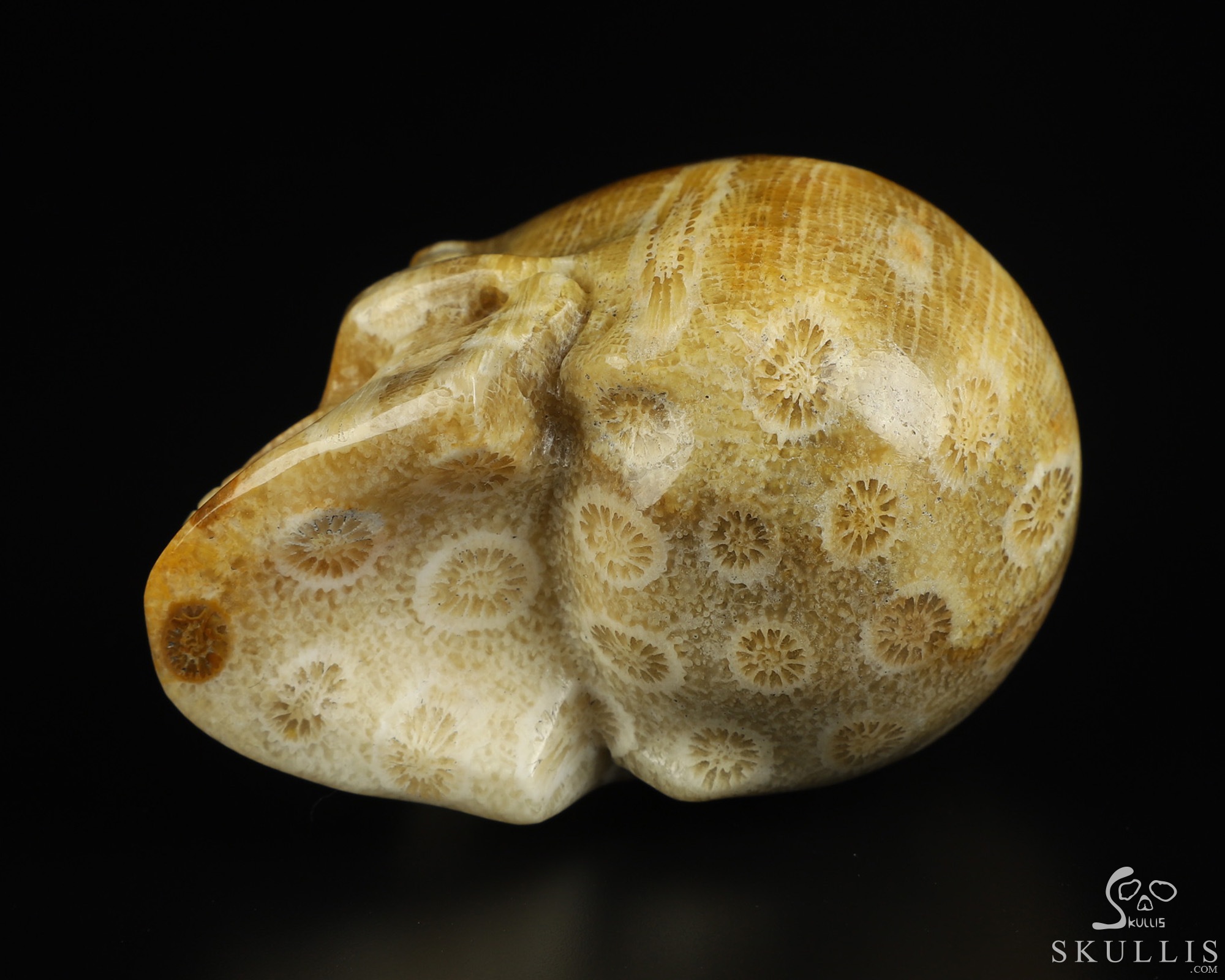 2.0" Coral Fossil Hand Carved Crystal Skull, Realistic, Crystal Healing 2.0" Coral Fossil Hand Carved Crystal Skull, Realistic, Crystal Healing