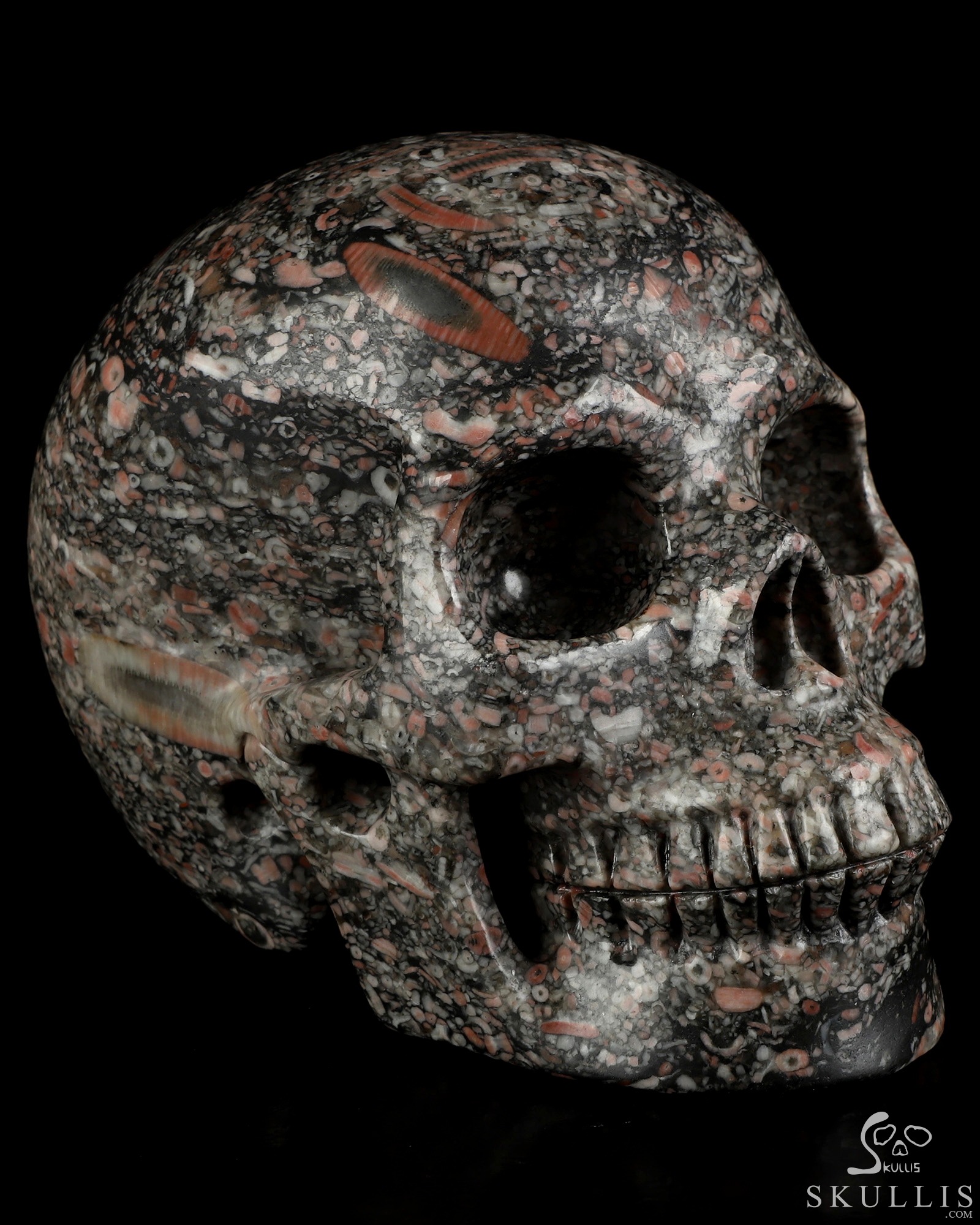 5.0" Crinoid Fossil Hand Carved Crystal Skull, Realistic, Crystal Healing 5.0" Crinoid Fossil Hand Carved Crystal Skull, Realistic, Crystal Healing