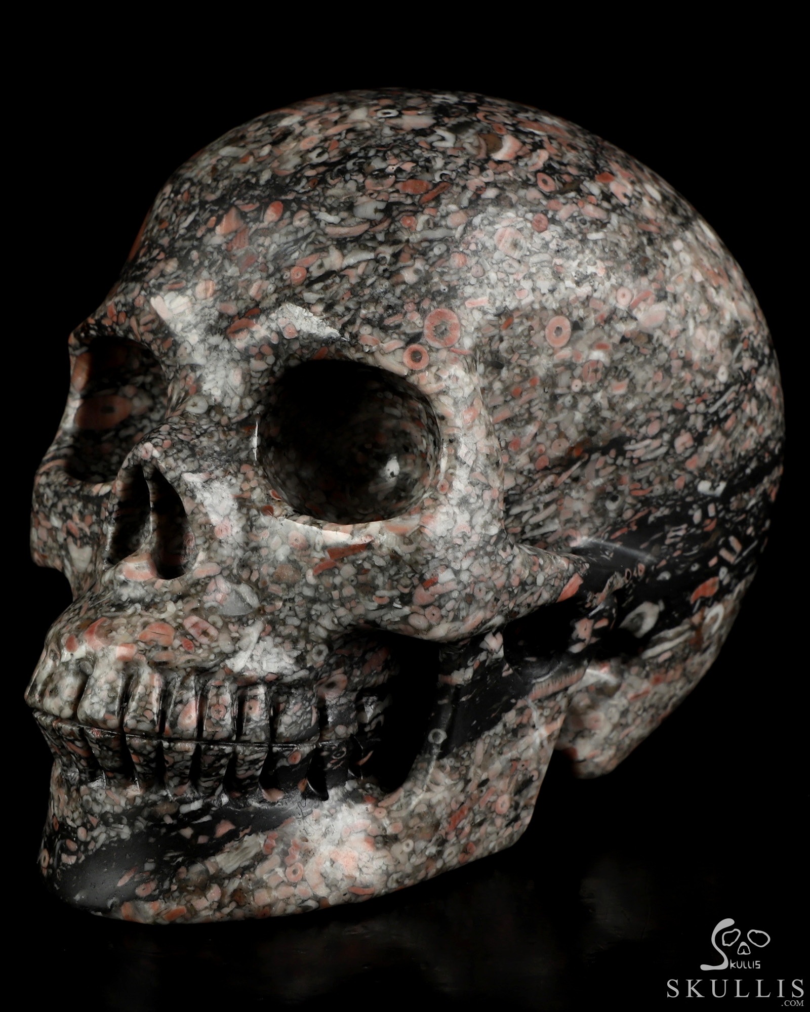 5.0" Crinoid Fossil Hand Carved Crystal Skull, Realistic, Crystal Healing 5.0" Crinoid Fossil Hand Carved Crystal Skull, Realistic, Crystal Healing