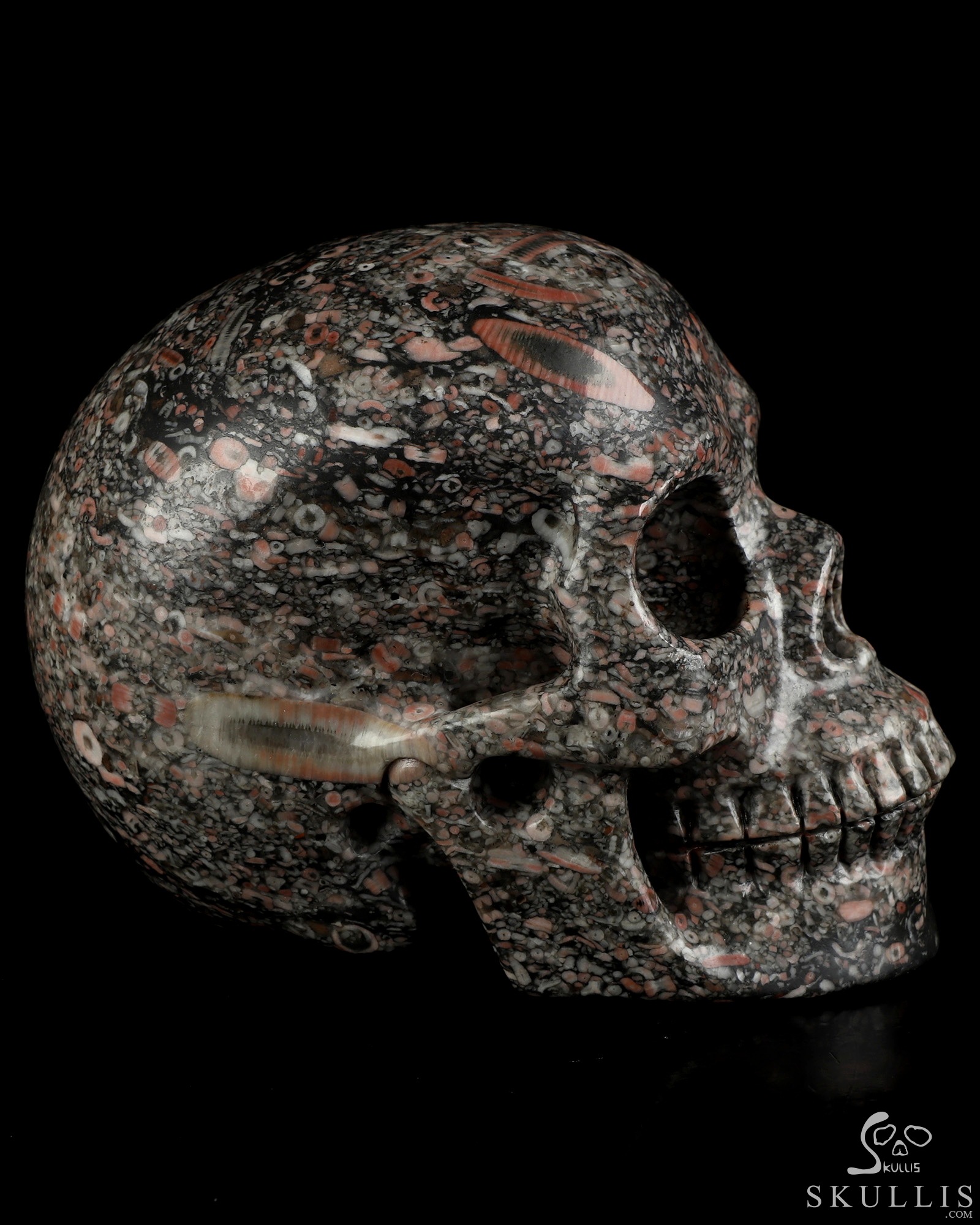 5.0" Crinoid Fossil Hand Carved Crystal Skull, Realistic, Crystal Healing 5.0" Crinoid Fossil Hand Carved Crystal Skull, Realistic, Crystal Healing