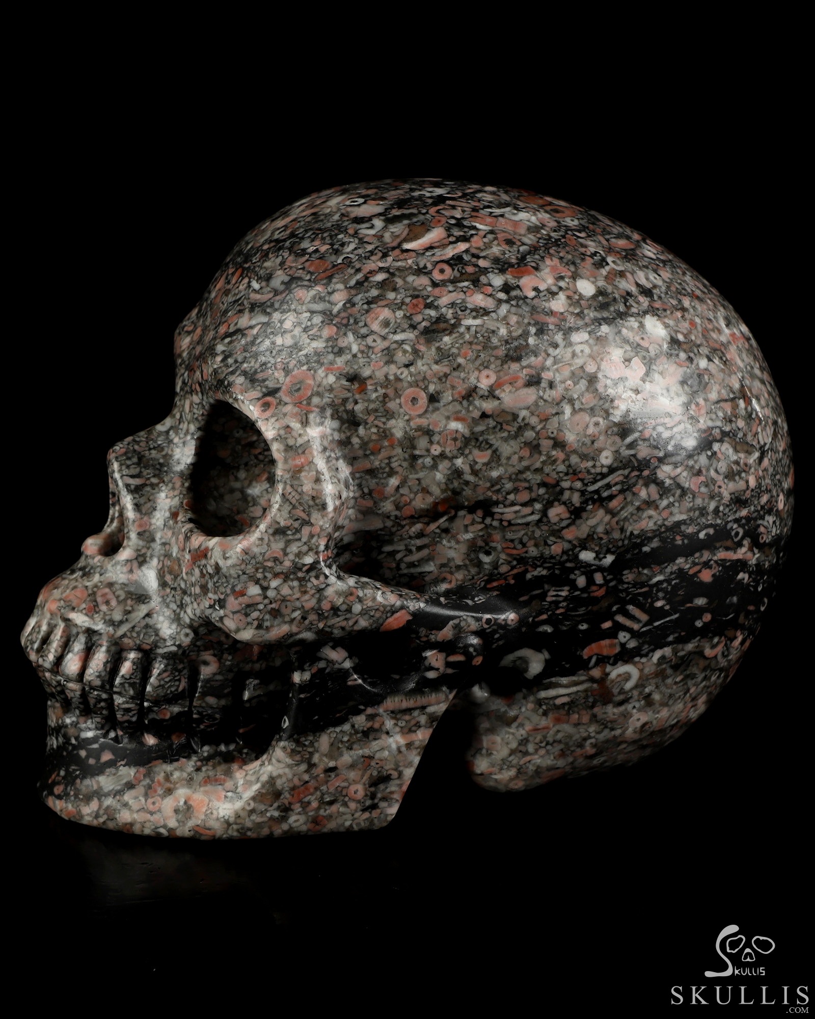 5.0" Crinoid Fossil Hand Carved Crystal Skull, Realistic, Crystal Healing 5.0" Crinoid Fossil Hand Carved Crystal Skull, Realistic, Crystal Healing