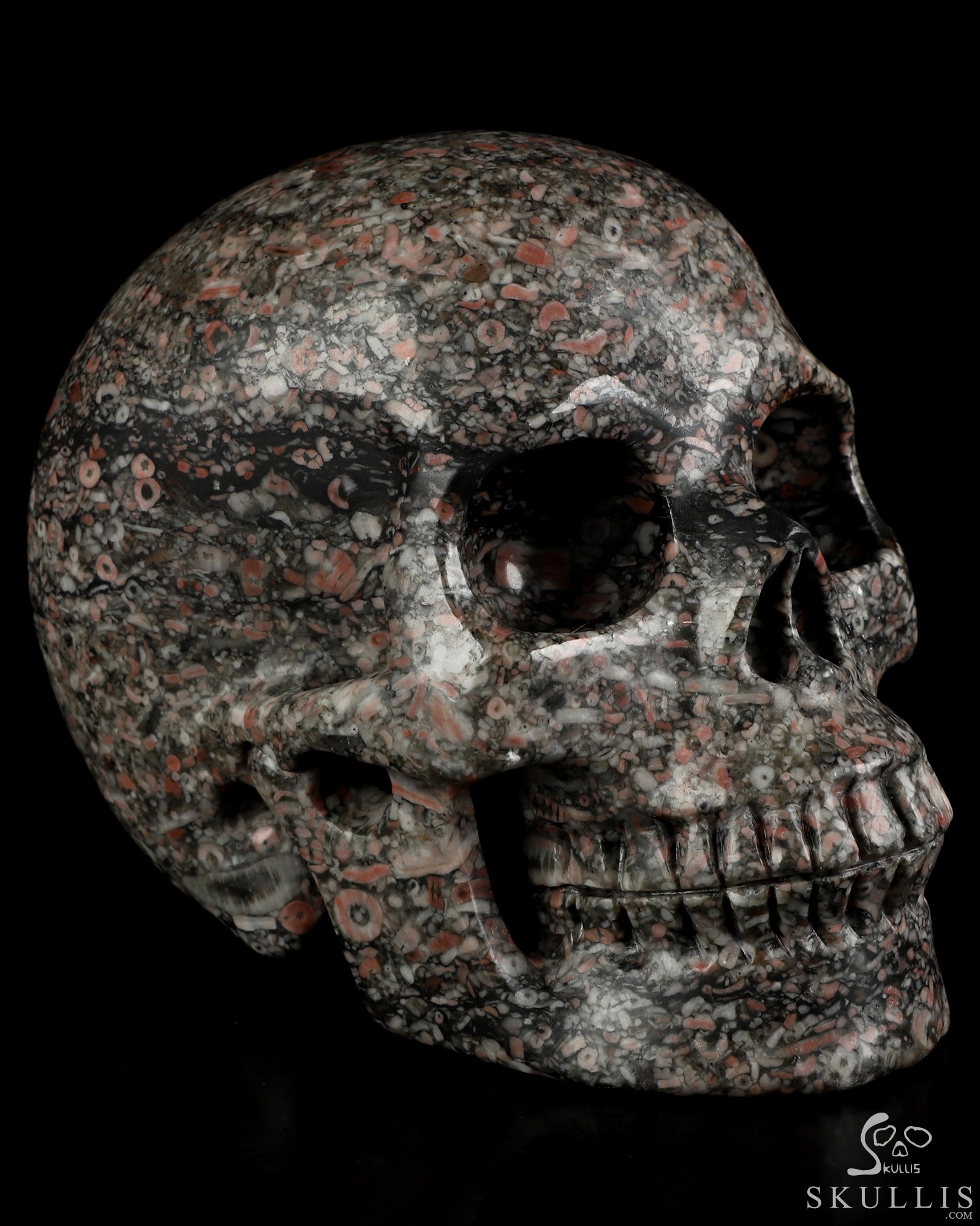 5.0" Crinoid Fossil Hand Carved Crystal Skull, Realistic, Crystal Healing 5.0" Crinoid Fossil Hand Carved Crystal Skull, Realistic, Crystal Healing
