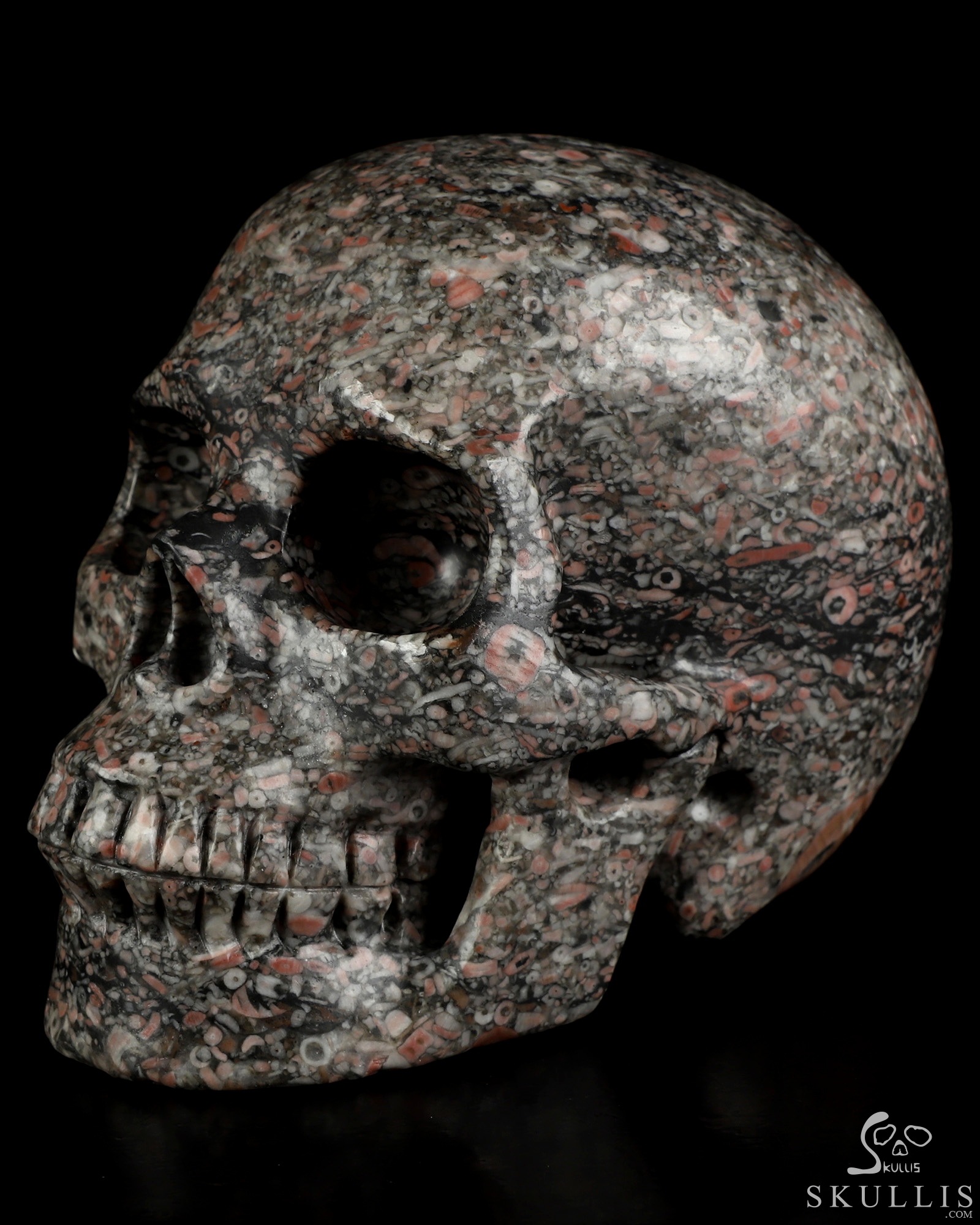 5.0" Crinoid Fossil Hand Carved Crystal Skull, Realistic, Crystal Healing 5.0" Crinoid Fossil Hand Carved Crystal Skull, Realistic, Crystal Healing