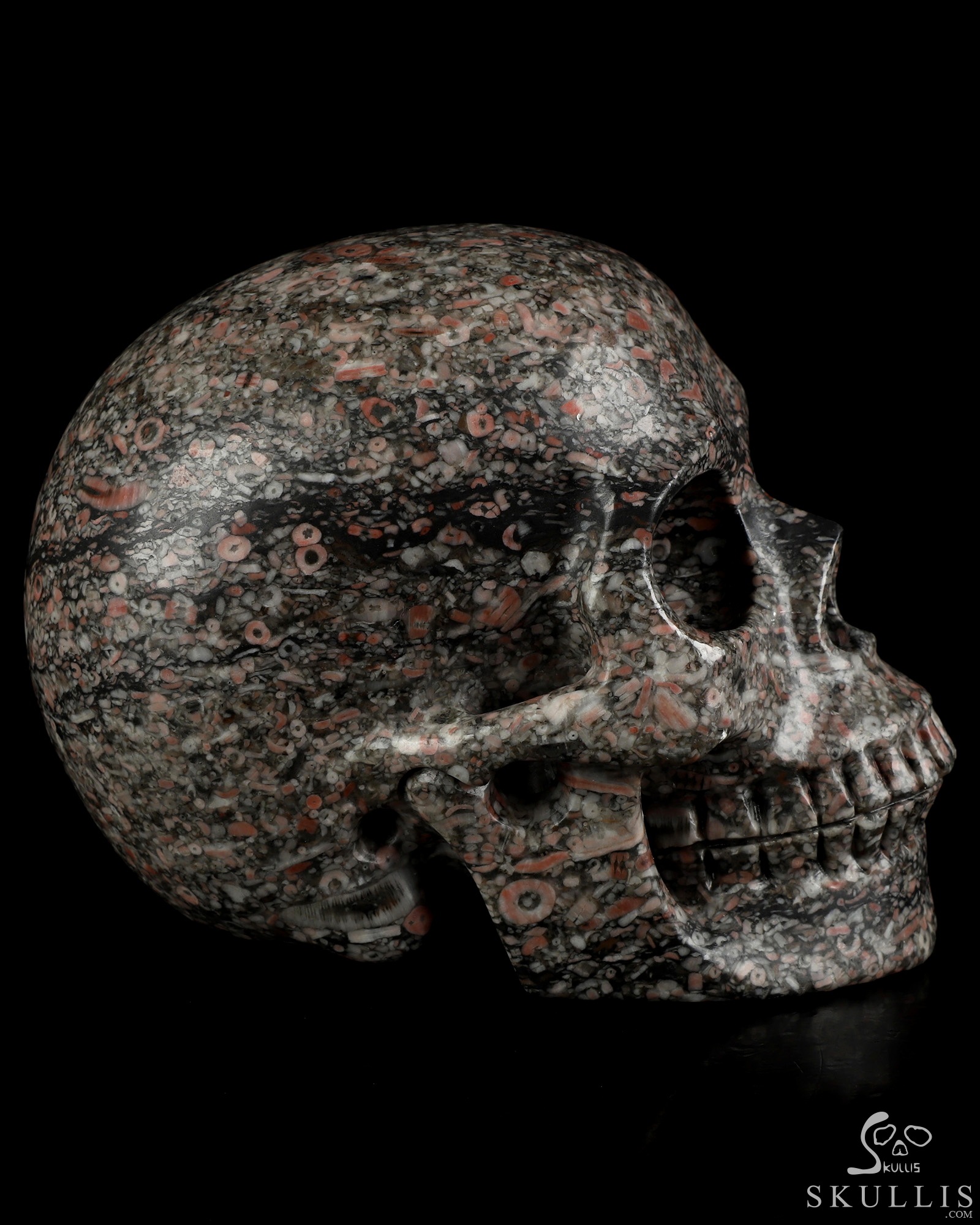 5.0" Crinoid Fossil Hand Carved Crystal Skull, Realistic, Crystal Healing 5.0" Crinoid Fossil Hand Carved Crystal Skull, Realistic, Crystal Healing