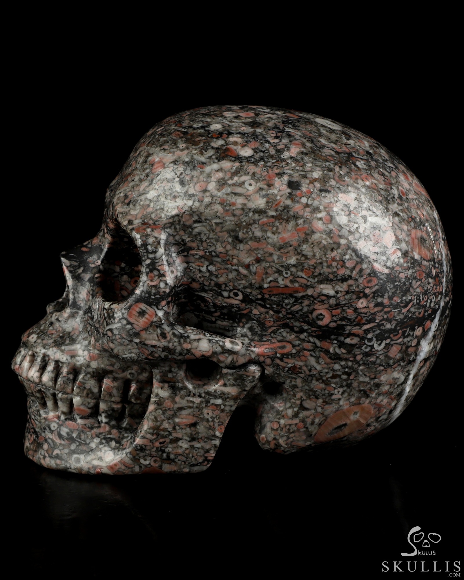 5.0" Crinoid Fossil Hand Carved Crystal Skull, Realistic, Crystal Healing 5.0" Crinoid Fossil Hand Carved Crystal Skull, Realistic, Crystal Healing